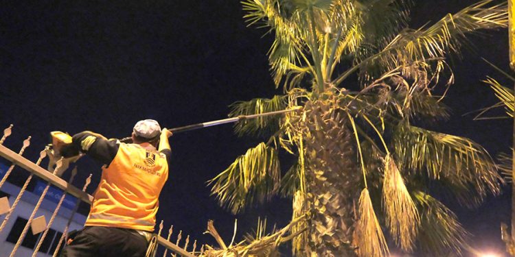 Belediyeden Ağaç Budama Çalışması