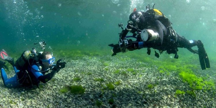 Suyun altındaki gizem: Varlığından haberdar olmadığınız 7 deniz canlısı!