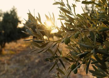 Tesadüfen keşfedildi: Gizli kalan miras gün yüzüne çıktı