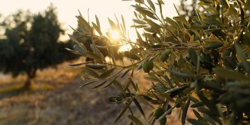 Tesadüfen keşfedildi: Gizli kalan miras gün yüzüne çıktı