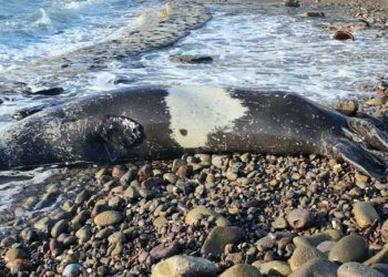 Bodrum’da ölü Akdeniz foku karaya vurdu, ortalık karıştı