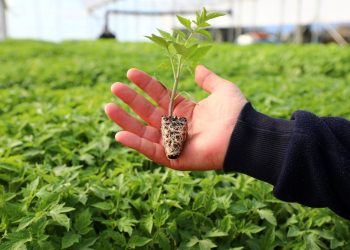 Belediyeden Çiftçiye Yazlık Fide Desteği