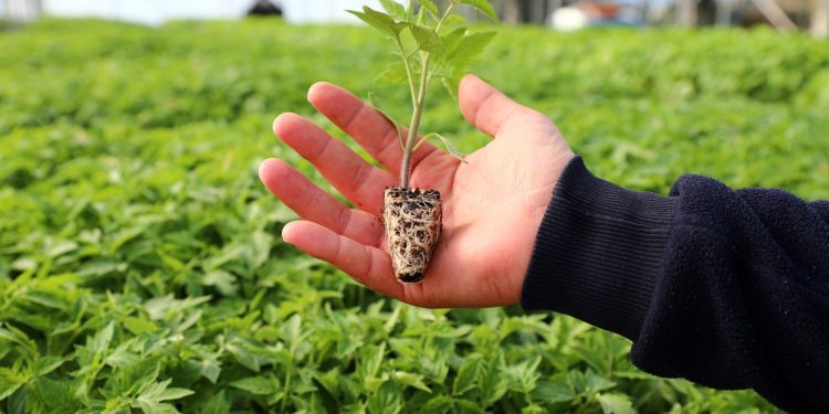 Belediyeden Çiftçiye Yazlık Fide Desteği