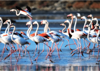 Flamingo cennetini cehenneme çevirecek Ağaoğlu ve Doğuş Holding projelerine sert tepki