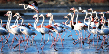 Flamingo cennetini cehenneme çevirecek Ağaoğlu ve Doğuş Holding projelerine sert tepki