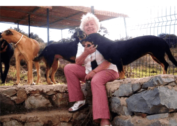 Muğla valiliğinden Bodrum Belediyesi’ne 100 milyon TL’lik sokak hayvanları cezası