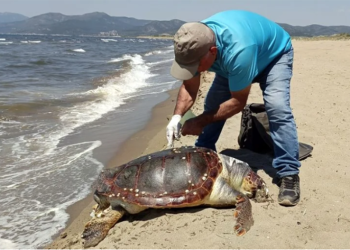 Deniz aracının çarptığı dev caretta öldü
