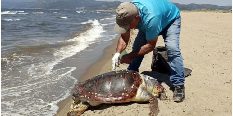 Deniz aracının çarptığı dev caretta öldü