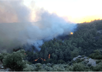 Aydın’da orman yangını, 2 hektar kül oldu