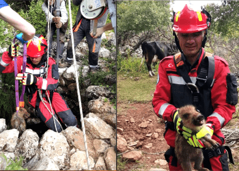 Kuyuya düşen domuz yavrusu operasyon ile kurtarıldı