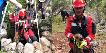 Kuyuya düşen domuz yavrusu operasyon ile kurtarıldı