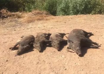 Marmaris’te domuz sorunu için sürek avı başlıyor