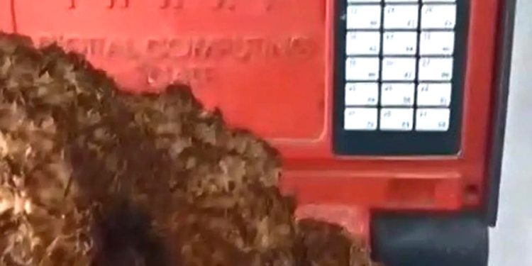 Karabağlar Yaylası’nda dev kuzu göbeği mantarı bulundu