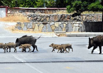 Muğla’da Yaban Domuzlarına Karşı Harekete Geçildi