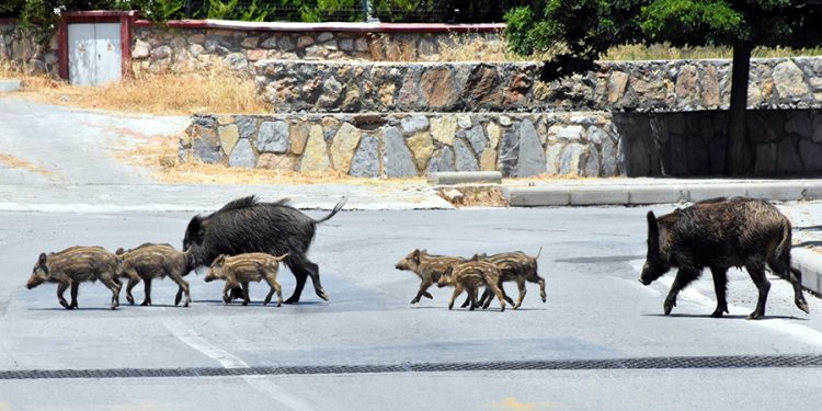 Muğla’da Yaban Domuzlarına Karşı Harekete Geçildi