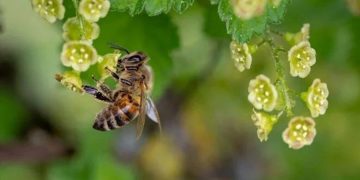 Arının soktuğu genç kız öldü