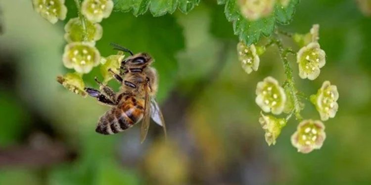 Arının soktuğu genç kız öldü