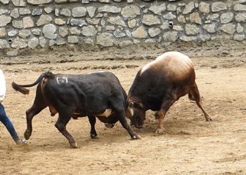 Yalıkavak’taki Boğa Güreşi İptal Edildi