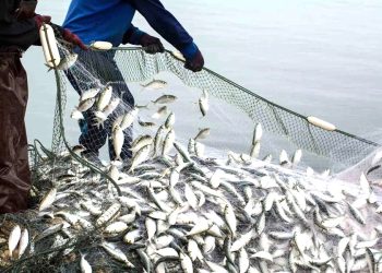 Muğla’nın ihracat şampiyonu olduğu su ürünleri ihracatı 5 yılda yüzde 100 arttı