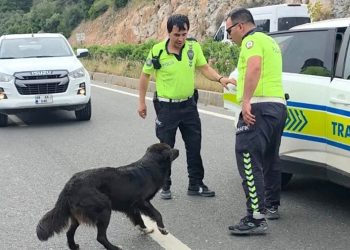 Bodrum’da peş peşe yangınlar