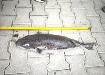 Datça’da Rekor Boyutta Zehirli Balon Balığı Kıyıya Vurdu