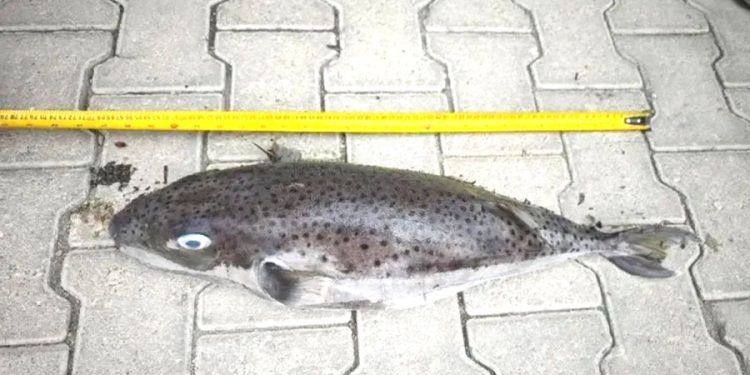 Datça’da Rekor Boyutta Zehirli Balon Balığı Kıyıya Vurdu