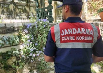 Dünyada sadece Aydın’da var! Bu çiçeği koparmanın cezası 557 bin TL