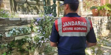 Dünyada sadece Aydın’da var! Bu çiçeği koparmanın cezası 557 bin TL