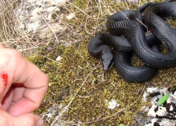 Yaz kapıda: Yılan sokmalarına karşı hayat kurtaran 6 kural