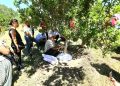 Muğla’da Sakız Hasadı Gerçekleştirildi