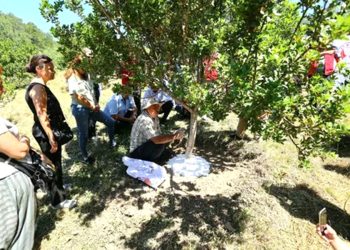 Muğla’da Sakız Hasadı Gerçekleştirildi