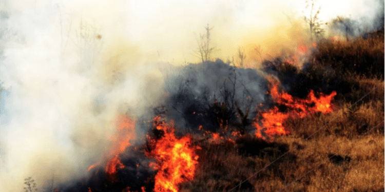 Bodrum’da makilik yangını evlere yaklaştı