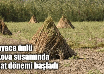 Dünyaca ünlü Gökova susamında hasat dönemi başladı