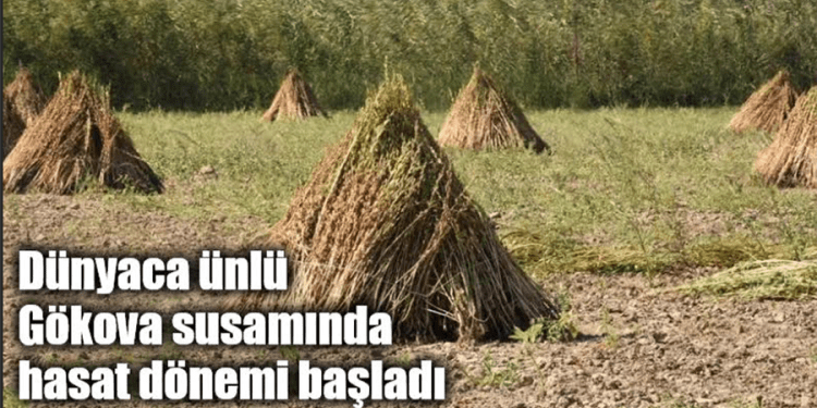 Dünyaca ünlü Gökova susamında hasat dönemi başladı