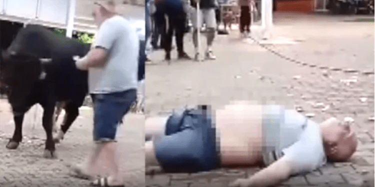 Boğaya para takmak istedi, hayatının hatasını yaptı