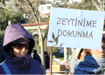 YASA ÇIKMADI AMA KANUN DELİNDİ ZEYTİNCİLİK YASASI ANTİK KENT İASOS’TA DELİNDİ
