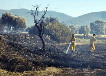Bodrum’da yüzlerce zeytin ağacı kül oldu büyük korku yaşandı