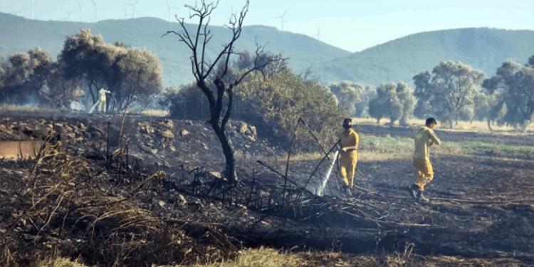 Bodrum’da yüzlerce zeytin ağacı kül oldu büyük korku yaşandı