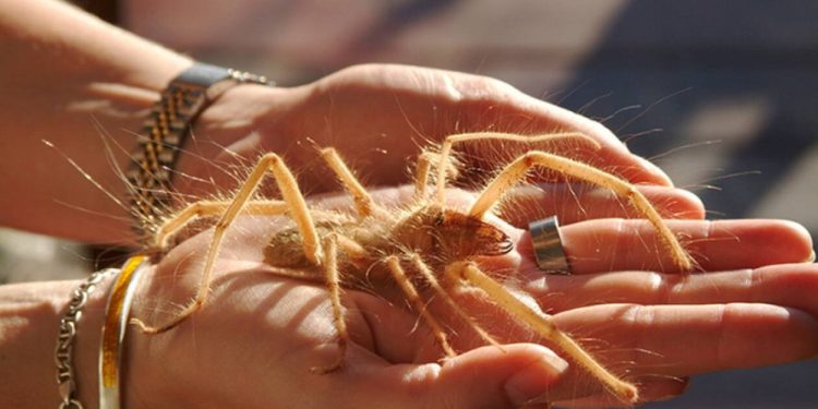 Milas’ta Bahçede Sarıkız Örümceği Görüldü