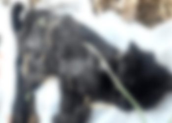 Şehir parkında kedilerin işkence edilerek öldürülmesine savcılık soruşturma başlattı