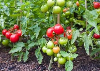 Bahçıvanların gizli sırrı: Domateslerin yanına ekin verimi katlayın