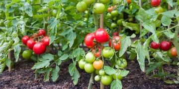 Bahçıvanların gizli sırrı: Domateslerin yanına ekin verimi katlayın
