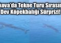 Gökova’da Tekne Turu Sırasında Dev Köpekbalığı Sürprizi!