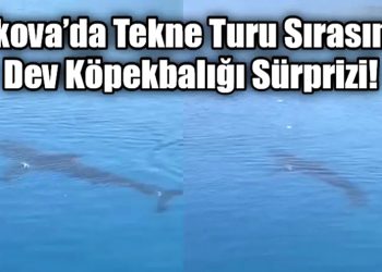 Gökova’da Tekne Turu Sırasında Dev Köpekbalığı Sürprizi!