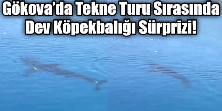 Gökova’da Tekne Turu Sırasında Dev Köpekbalığı Sürprizi!