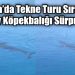Gökova’da Tekne Turu Sırasında Dev Köpekbalığı Sürprizi!