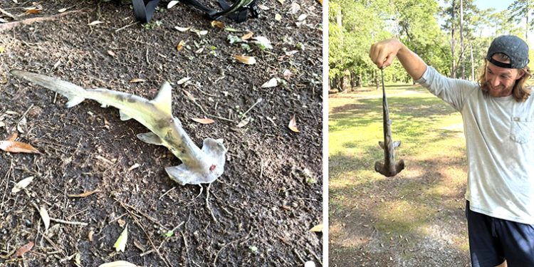 Gökyüzünden köpek balığı düştü: Buna inanamadık