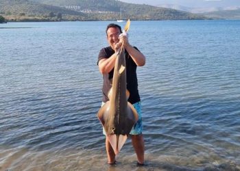 Oltaya takılan kemane balığı denize bırakıldı