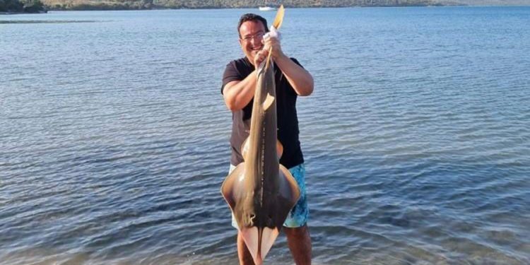 Oltaya takılan kemane balığı denize bırakıldı