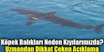 Köpek Balıkları Neden Kıyılarımızda? Uzmandan Dikkat Çeken Açıklama